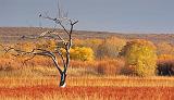 Bosque del Apache_72577